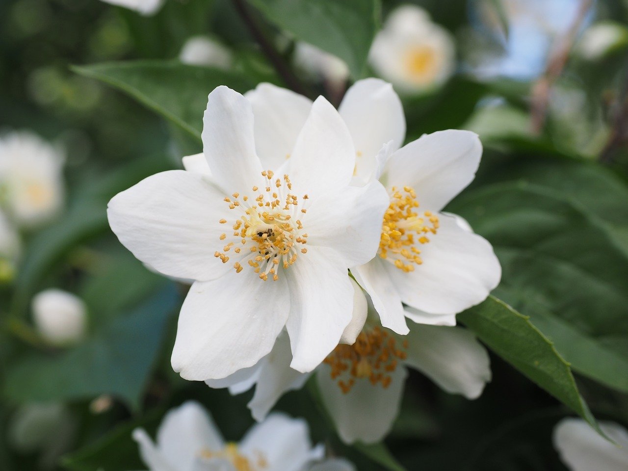 mock orange, jasmin, blossoms