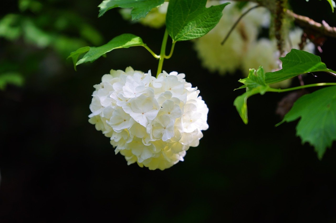 ordinary snowball, inflorescence, spherical