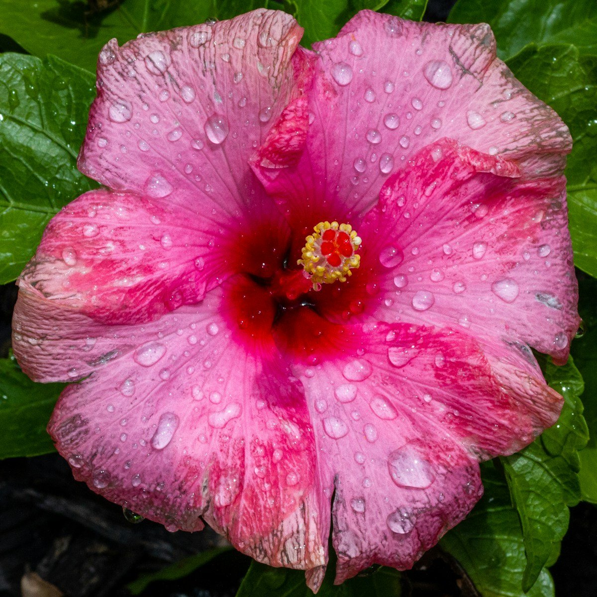 pink flower with water droplets