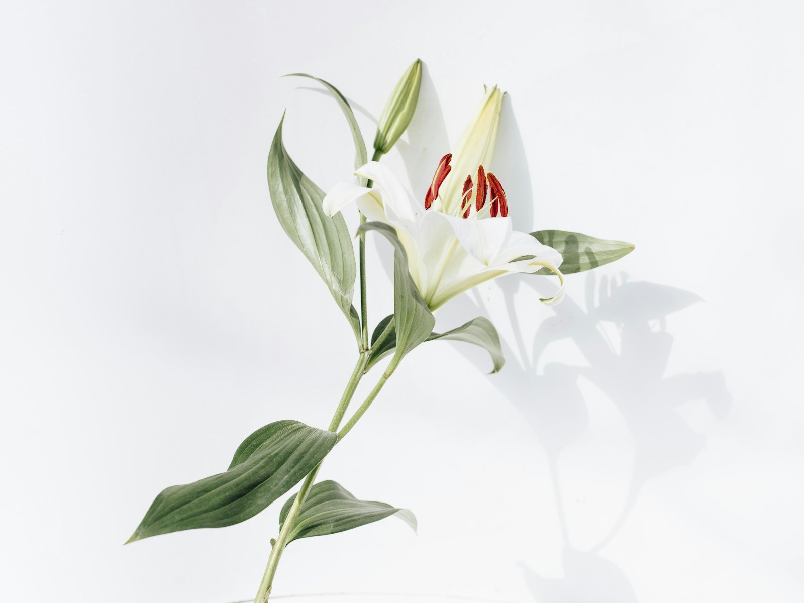 white and red flower with green leaves