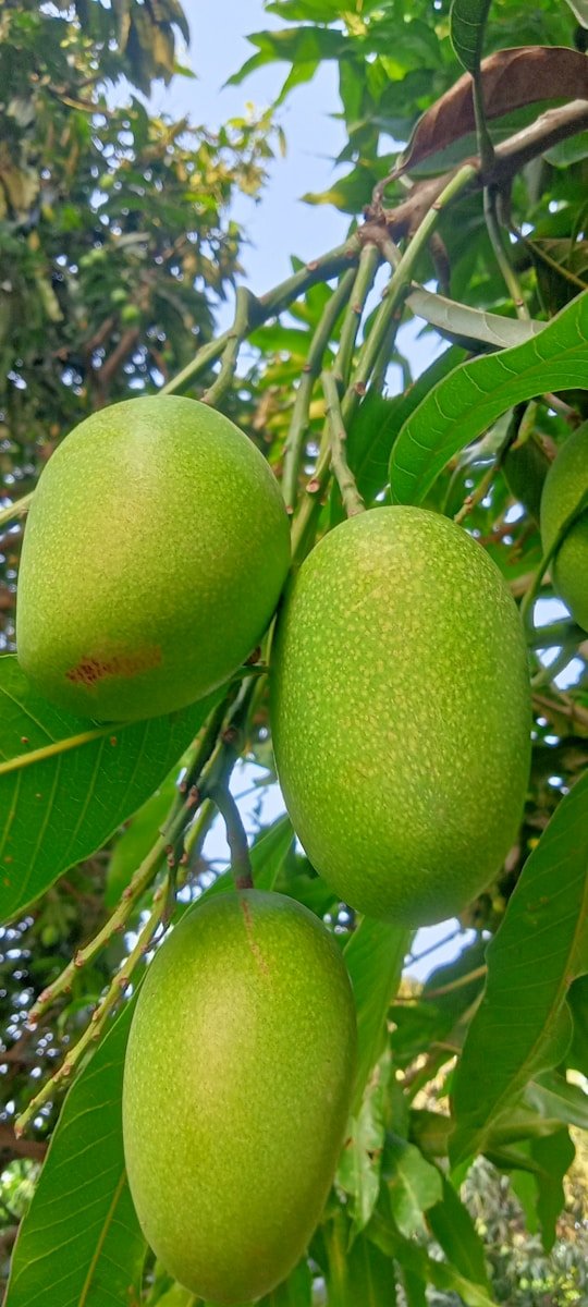 mangue verte