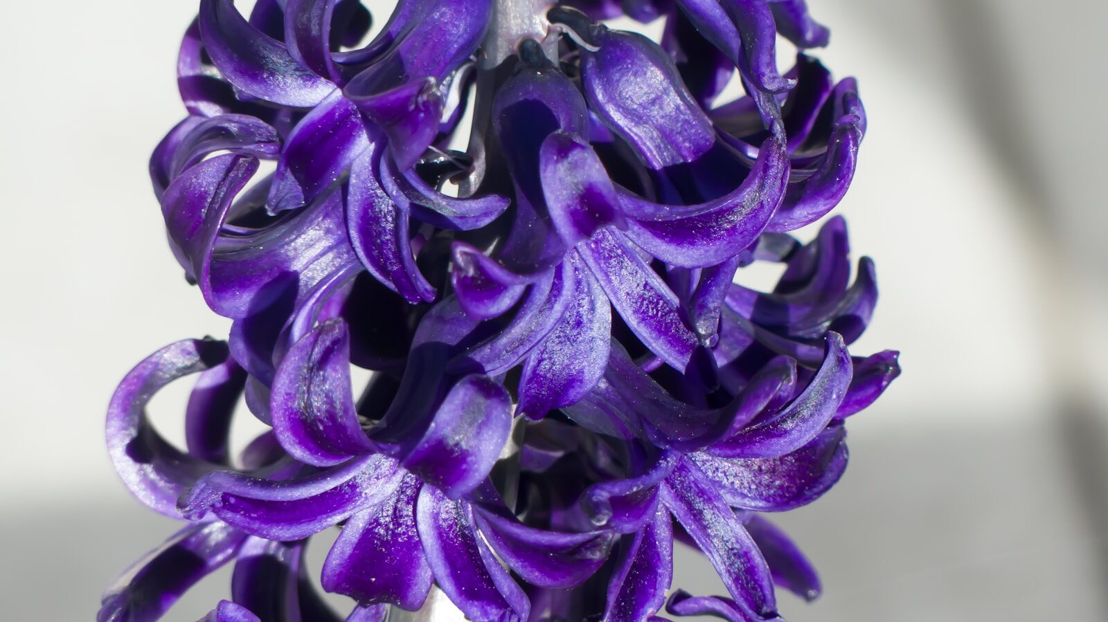 a close up of a purple flower in a vase