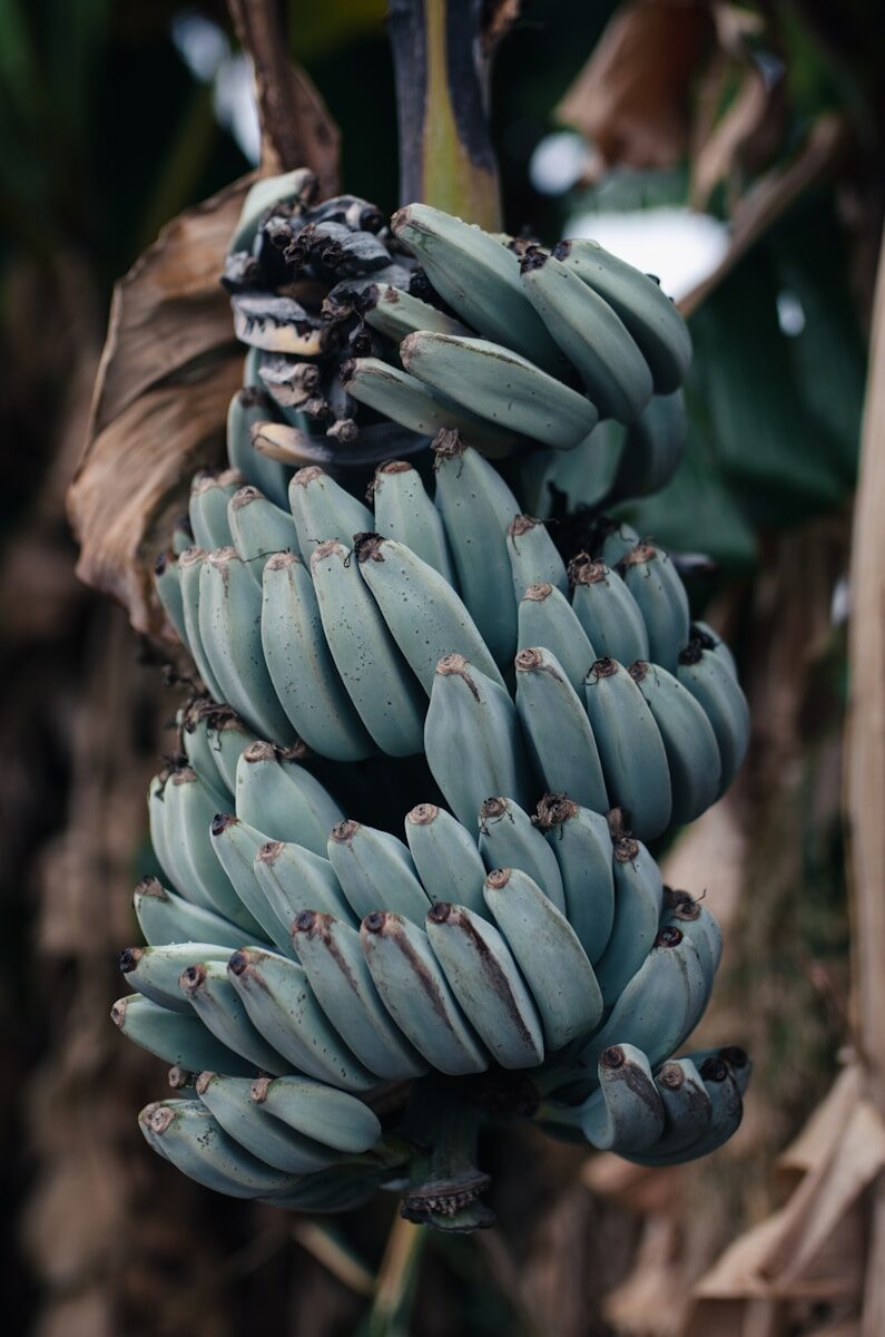 a bunch of bananas hanging from a tree