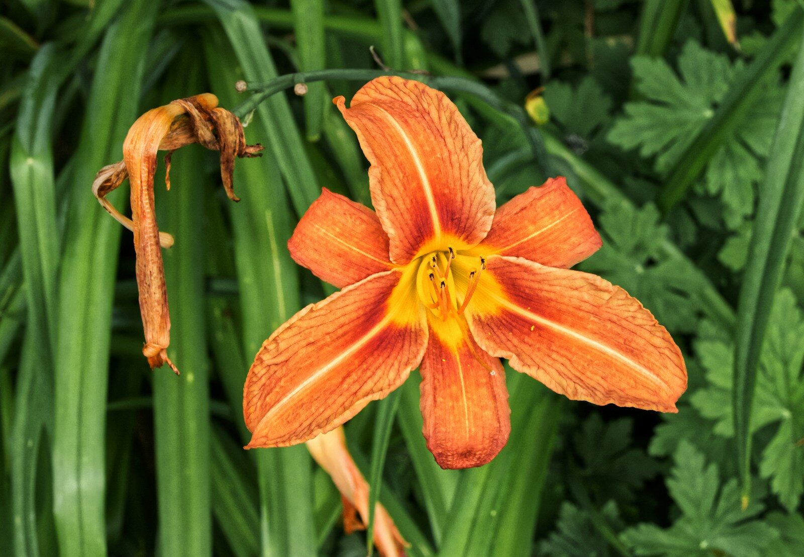 lys